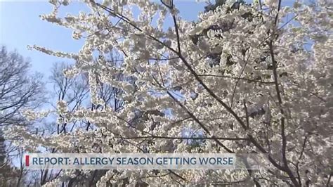 Allergy season getting worse in these Texas cities, study finds